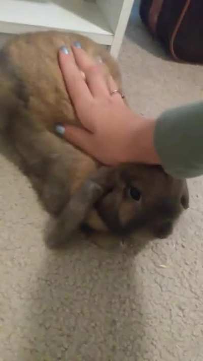 My mini lop loves to be aggressively flattened out.