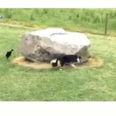 Dog being chased