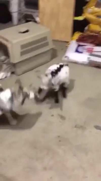 Smol goat