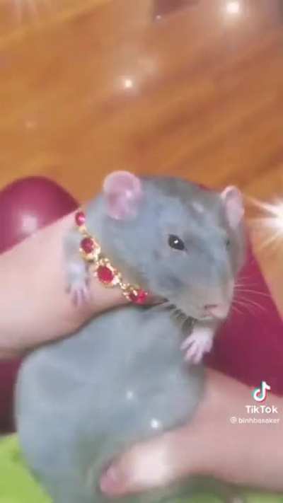 Ash’s rat after a big dub