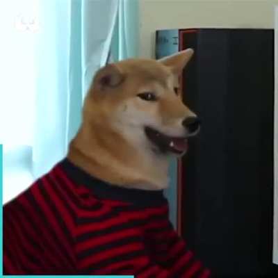 This pewdiepie dog is a true gamer