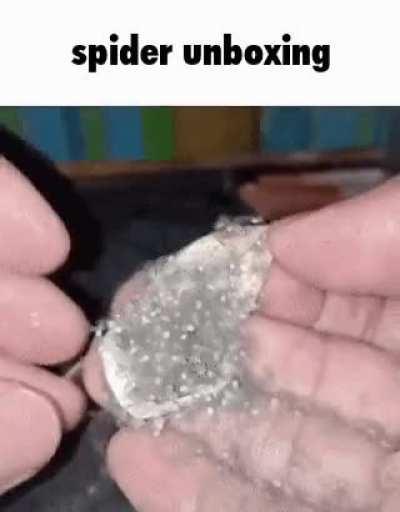 Spider unboxing