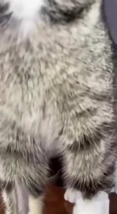 Gato Adm Não permite