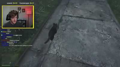 Hi kitty