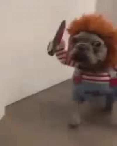 killer dawg:)