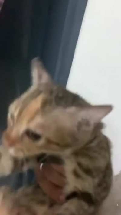 Martes de gatos