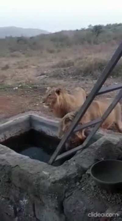 normal day in gir, India