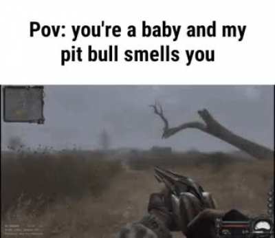 pitbulls