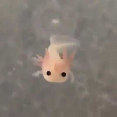 Baby axolotl