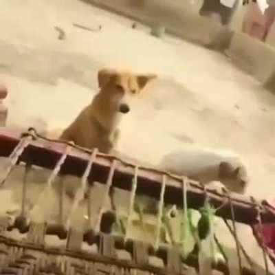 Nigga Dog