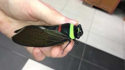 Giant Colorful Cicada (Tacua speciosa)