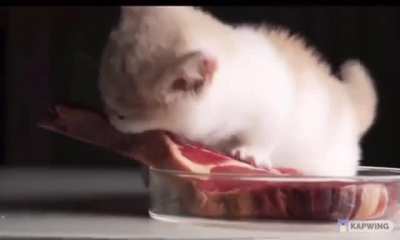 😺🍖