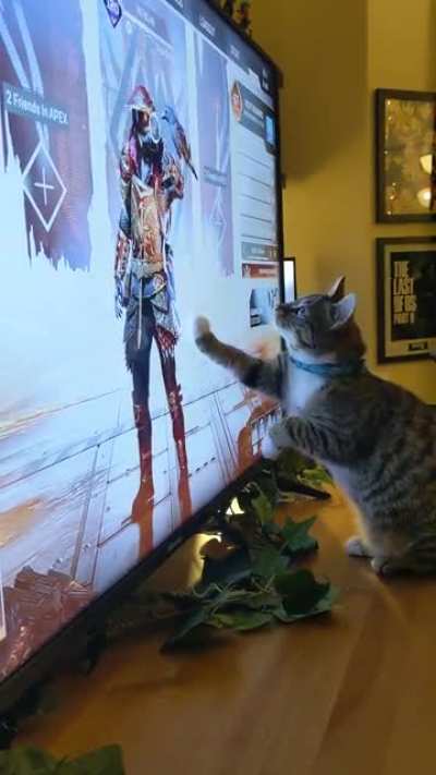 Don't know if this is allowed on here, but thought you'd appreciate my cat trying to catch Bloodhound's raven.