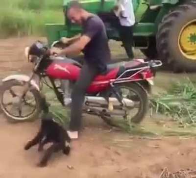 Baby Monkey throwing tantrum when he's told he can't get on the bike