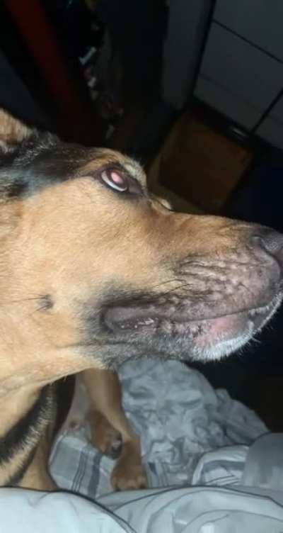 My boy’s perfectly cut bark