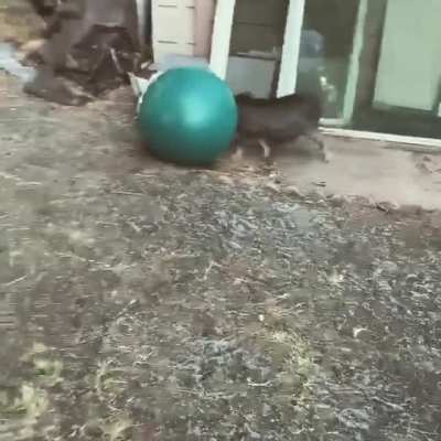 Dave is playing with his ball