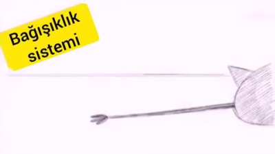 Aşıların çalışma prensibine, etki mekanizmasına yönelik, basit<wbr>leşti<wbr>rilmi<wbr>ş ve tercüme edilmiş güzel bir animasyon.