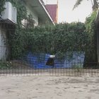 Majestically jumping over a fence