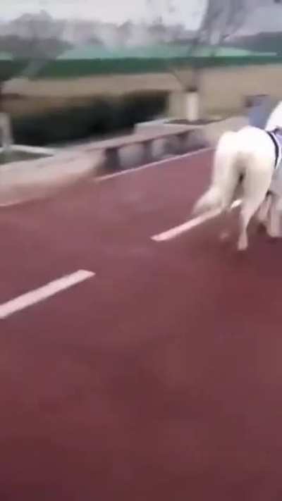Just a pony passing by