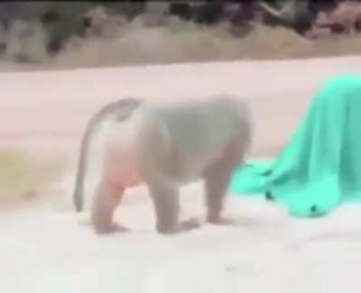 Curious George
