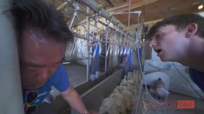 WCGW locking yourself to the conveyor on a chicken farm?