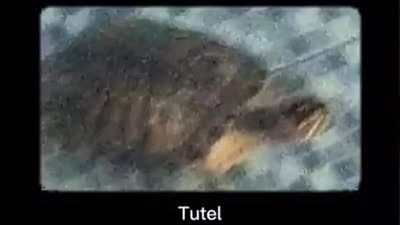Tutel