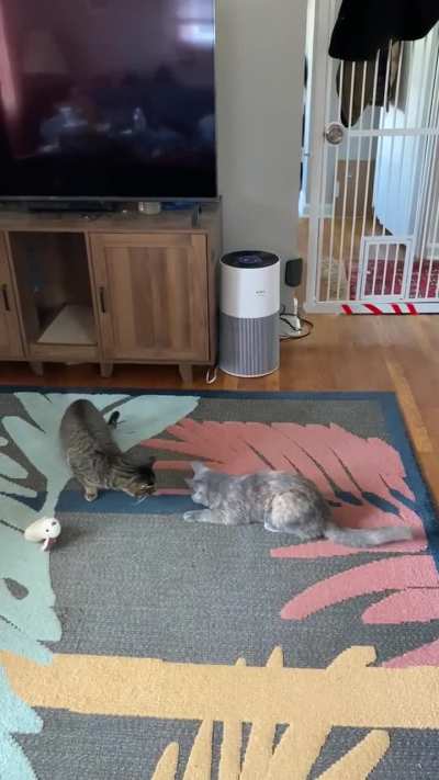 Giving up the Belly!!!