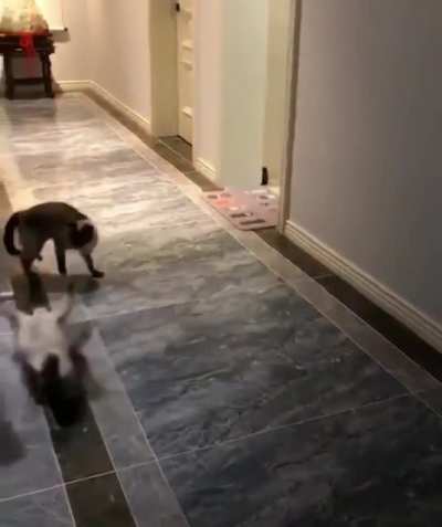 Nice moves