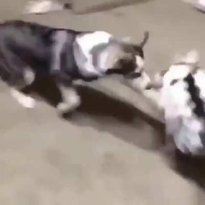 Noldu lan amcık keçi nere kaçıyon