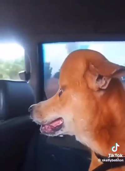 Yusuf type dog