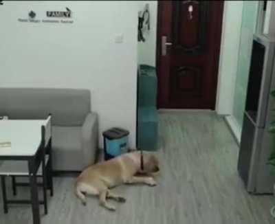 While the owner was sleeping, the dog opened the freezer, took out the ice cream, ate it and threw all the evidence in the trash😅