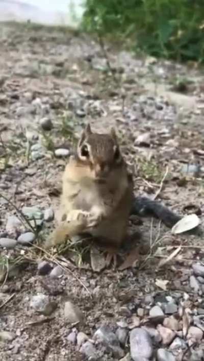 Death pro max. (Found on r/ALLTHEANIMALS) (OP - u/grettaaa)