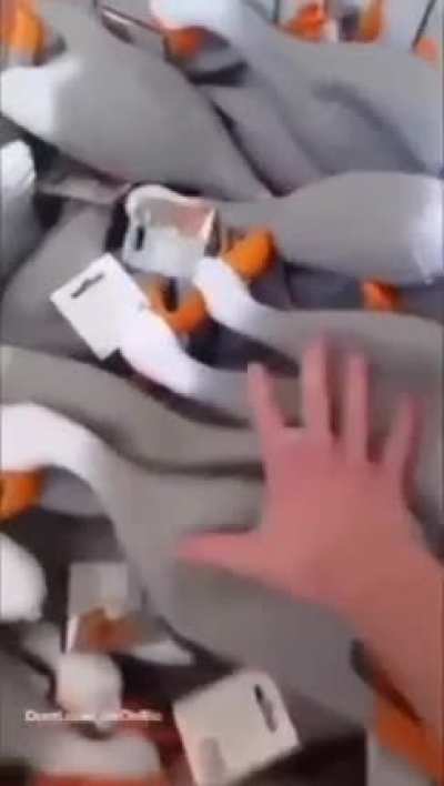 Olá