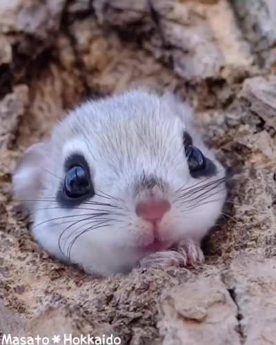 Emerging wunkus 
