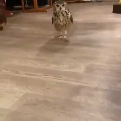 IS THAT A CUSTOMER? flop flop flop flop .... 