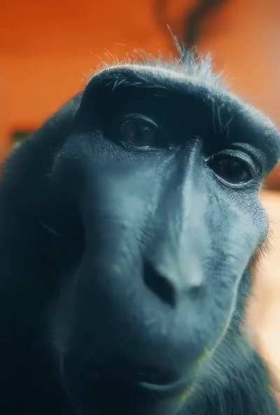 Monke in 4k