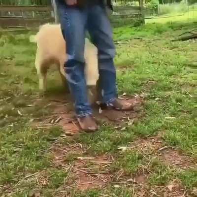 Just a big puppy