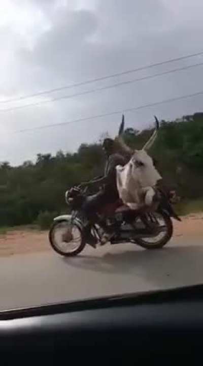 Idiot almost swerves into cow