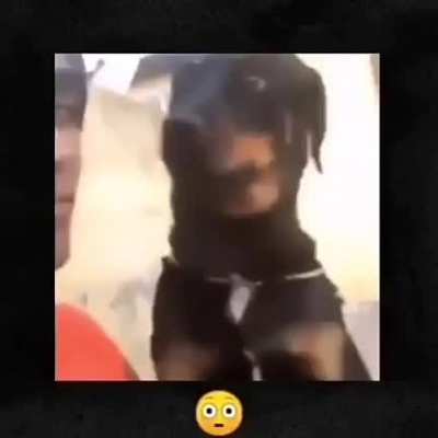 wœf