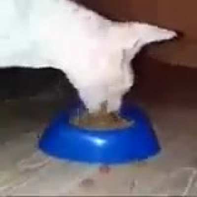 bingus munch