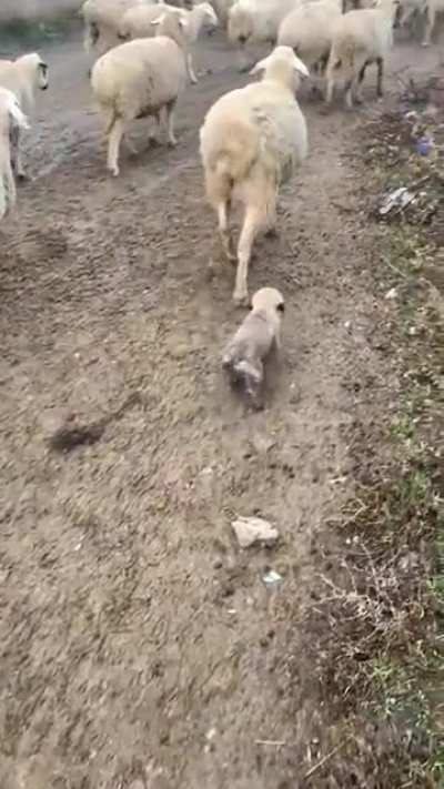 Anatolian shepherd dog puppy in training