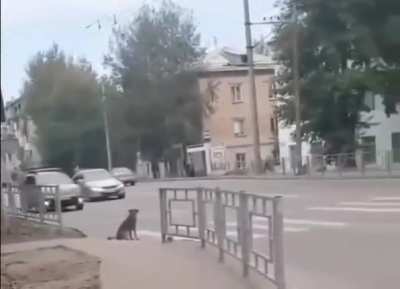 Собака ждёт зелёный свет светофора, чтобы перейти дорогу.