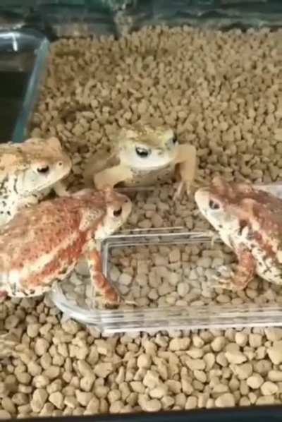 Ты чё, ска, это было на всех