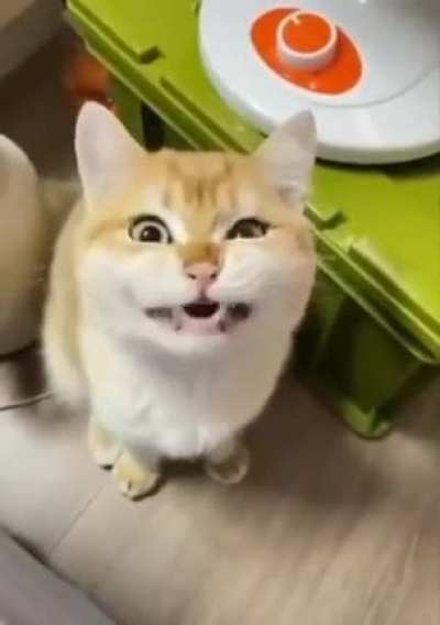 vampire kitty transforms