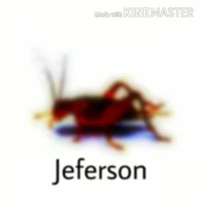 Jefinho