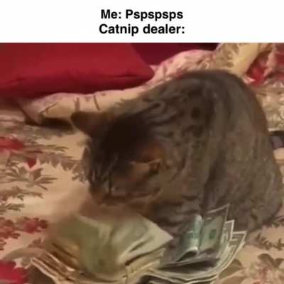 Peruvian catnip*