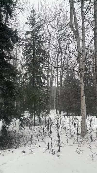 Snow in April, AK