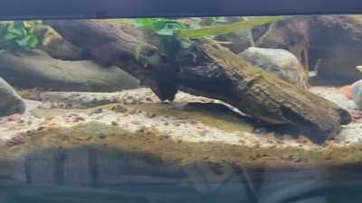 Stream tank changed a lot since last I posted. Looks a lot better now!