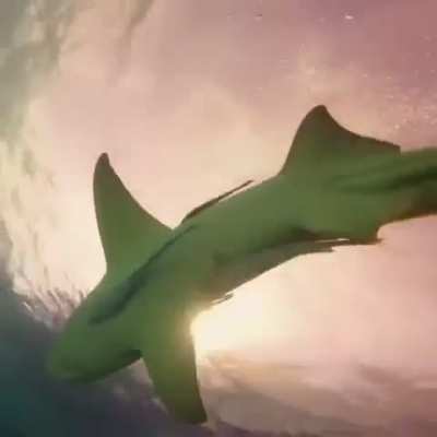Shark Rule