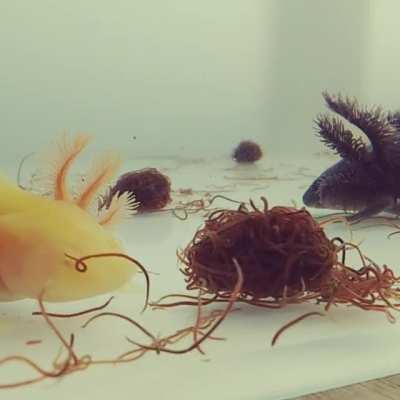 Hungry Axolotls enjoying a feast of black worms!